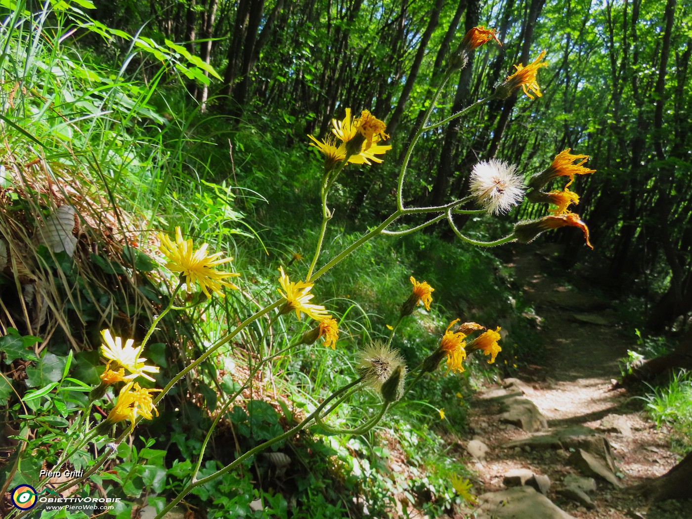 26 Scorzonera humilis- Scorzonera minore sul sent. 505 con bosco di carpini neri.JPG